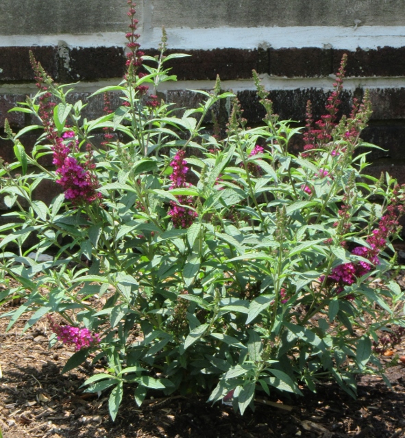 buddleia.jpg