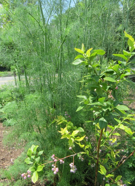 BBs and Asparags.jpg